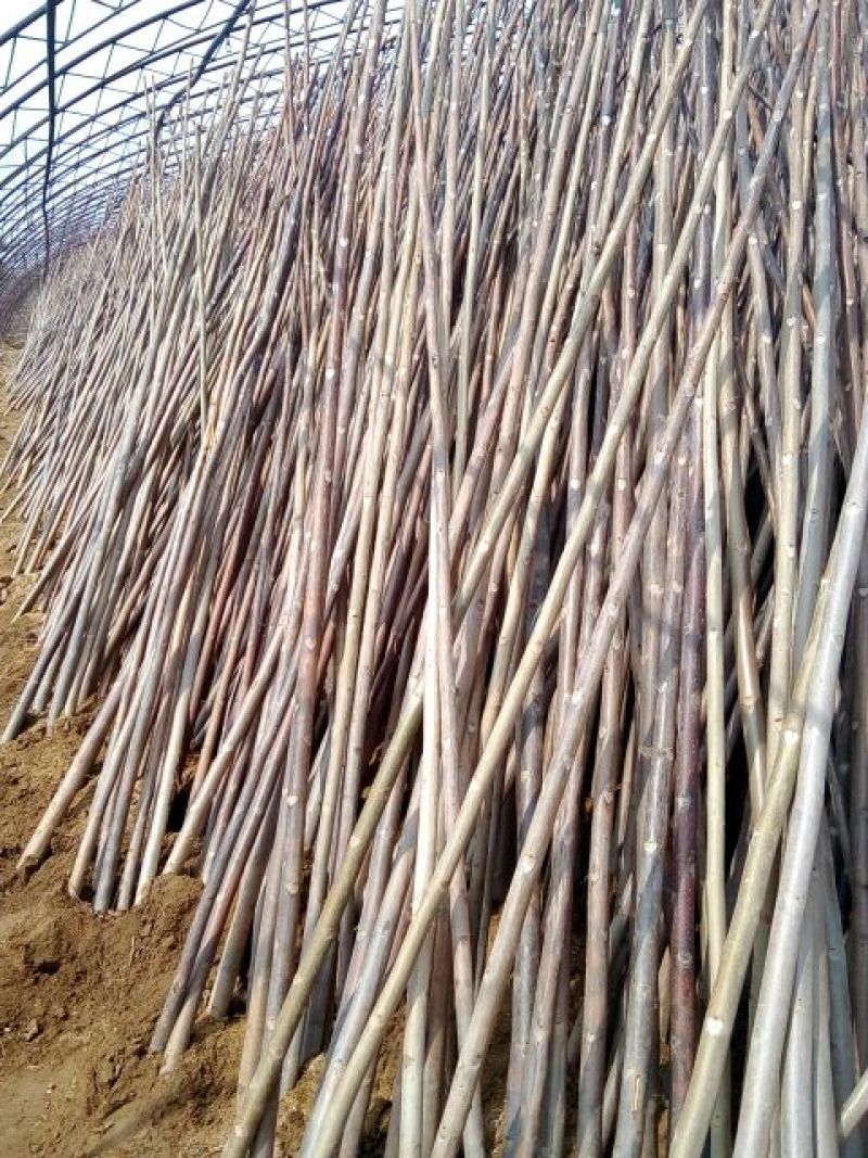 红油香椿苗大棚70~80cm