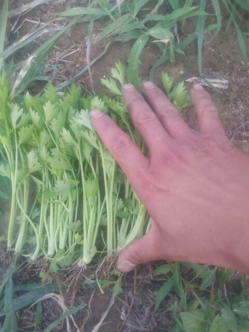 山东发货，新鲜西芹苗，15~20cm，规格齐全，货源稳定