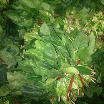 大叶菠菜20~25厘米