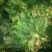 大叶菠菜20~25厘米