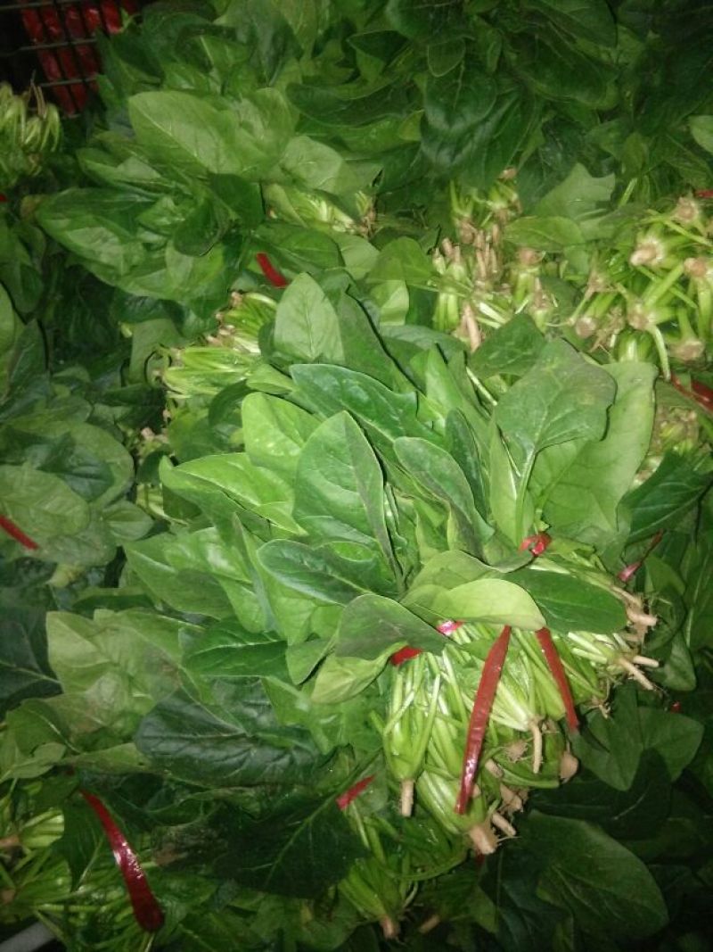 大叶菠菜20~25厘米