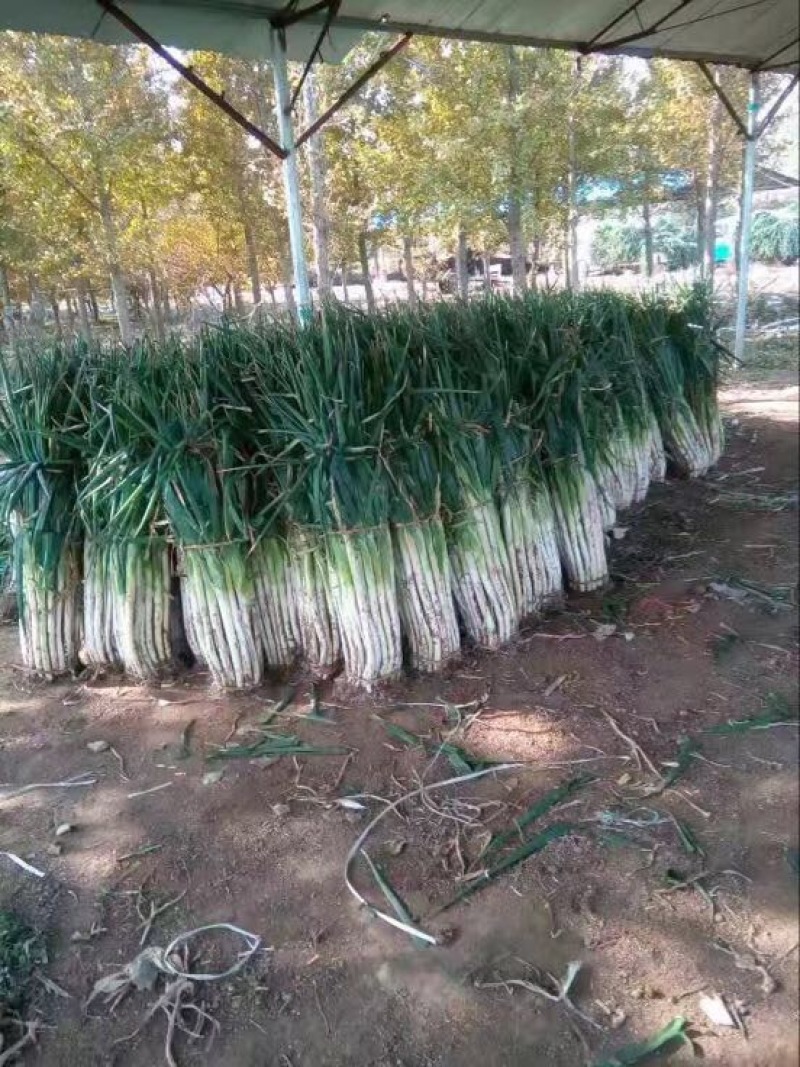 长白大葱