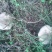 野生菌斗鸡公