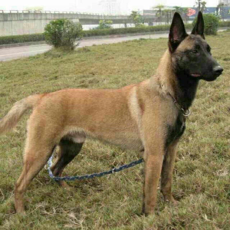 马犬黑马黄马红马公母成年幼苗