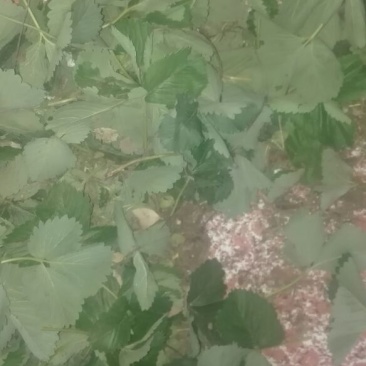 甜宝草莓苗10cm以下10~20cm20~30cm