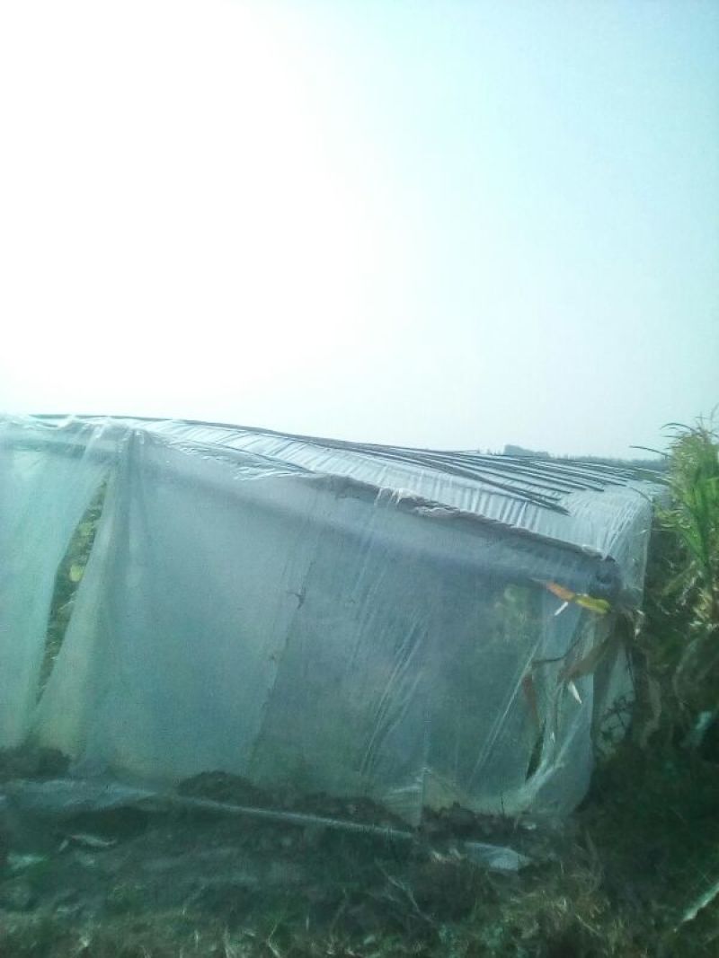 海南17号哈密瓜5斤以上长圆形