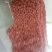 酥梨250~300g纸袋