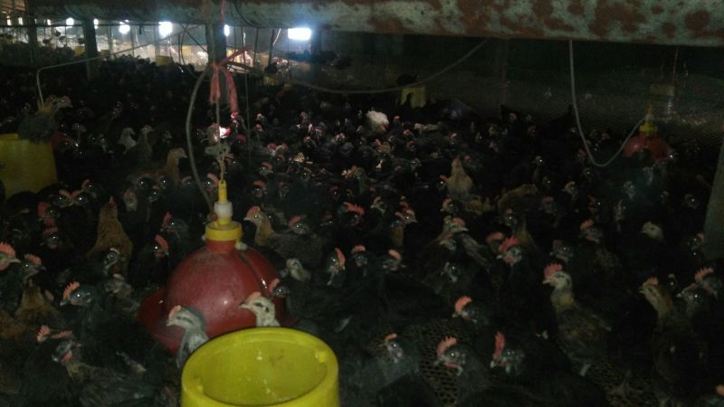 脱温鸡1斤以上