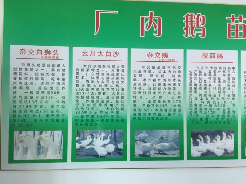 鹅苗