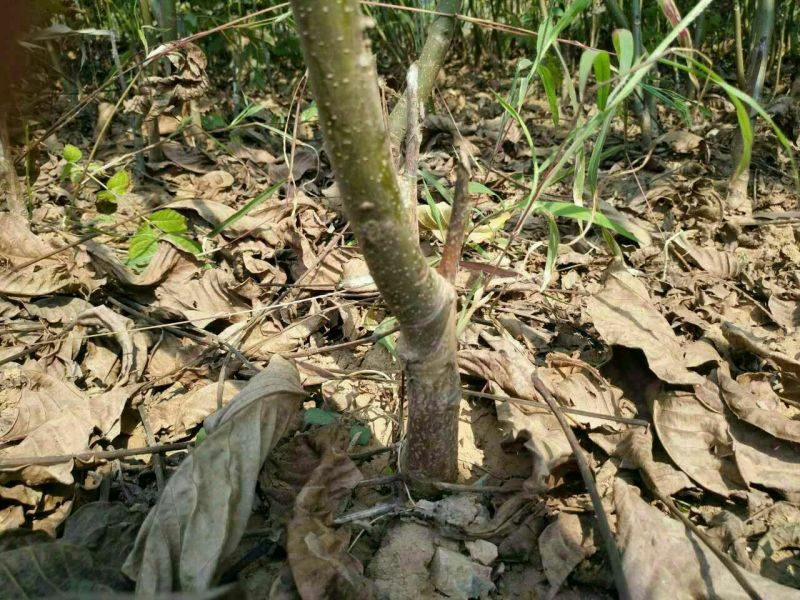 香玲核桃去皮干