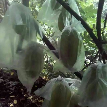 小果甜杨桃4~5两