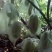 小果甜杨桃4~5两