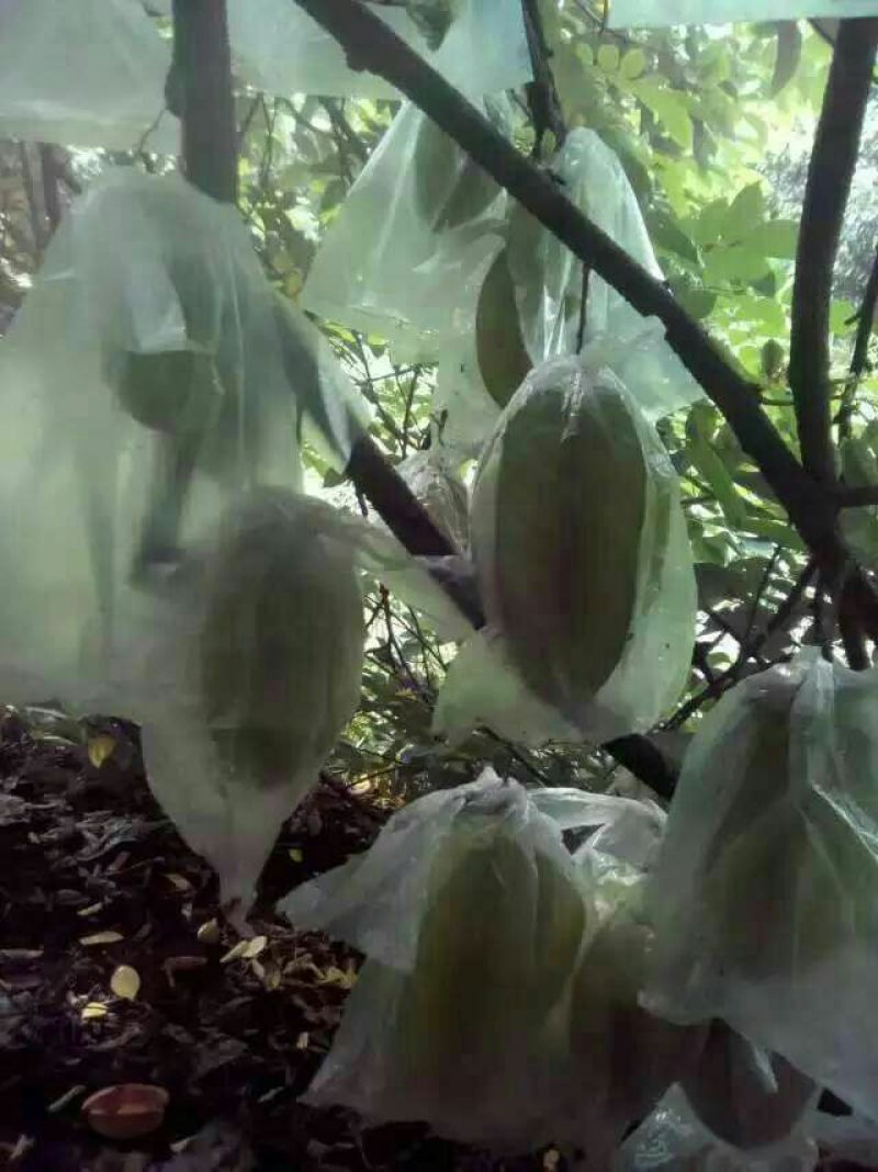 小果甜杨桃4~5两