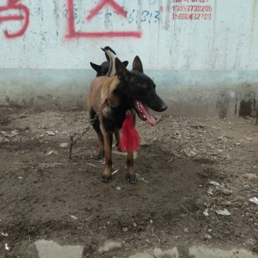 马犬警犬猎犬护卫犬宠物犬