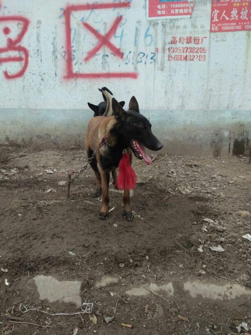 马犬警犬猎犬护卫犬宠物犬