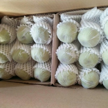 库尔勒香梨100~150g55mm以上母