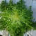 苦菊15~20cm