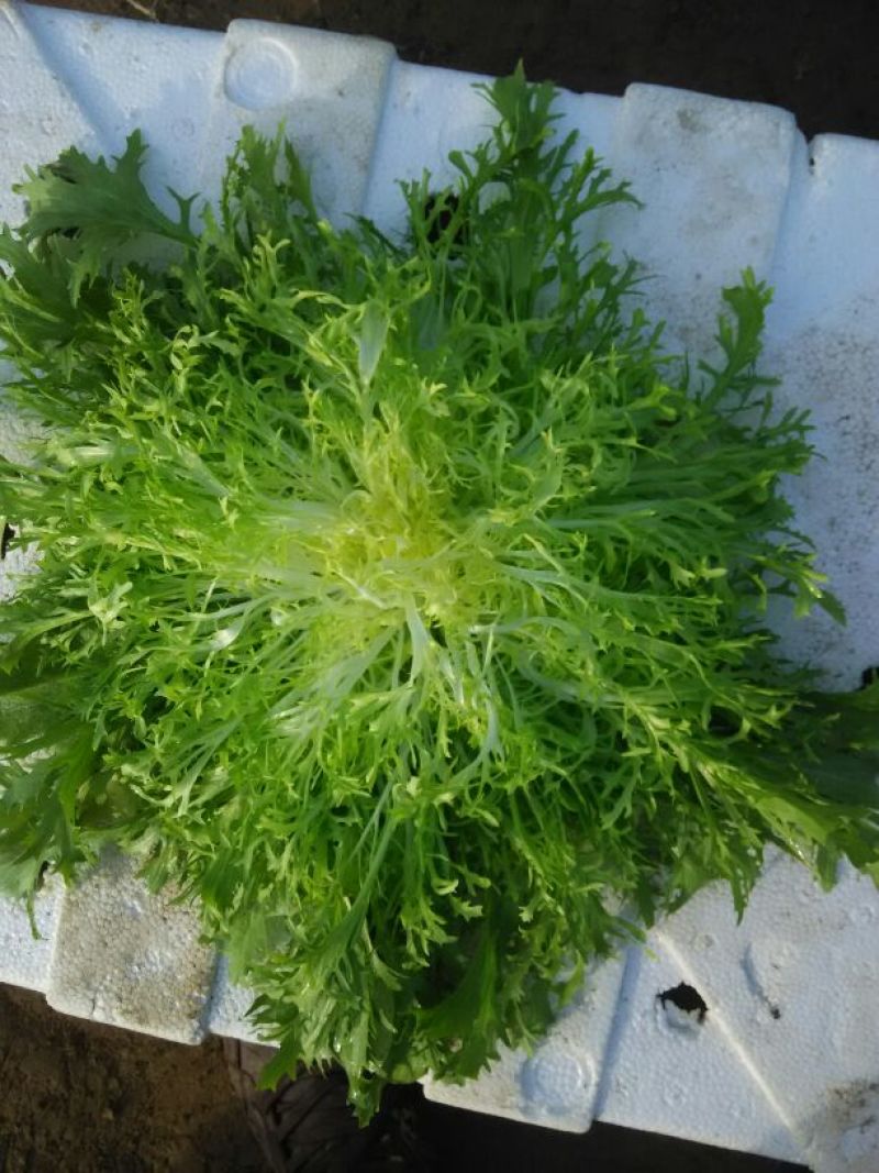 苦菊15~20cm