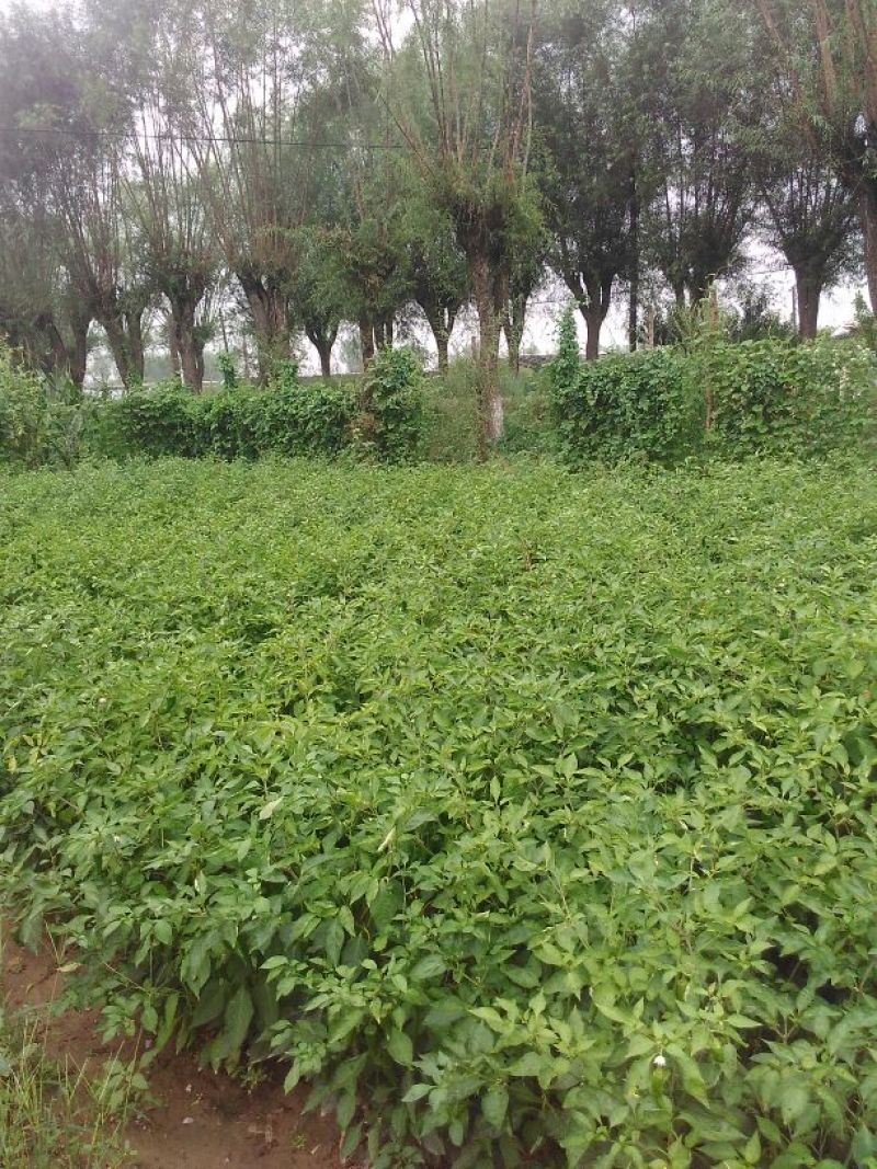 鲜辣椒10~15厘米红