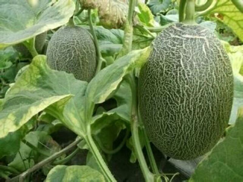 西州蜜瓜3斤以上长圆形