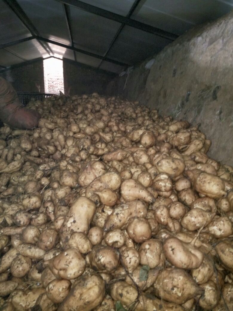 北京553红薯河北邯郸峰峰矿区_批发_供应-一