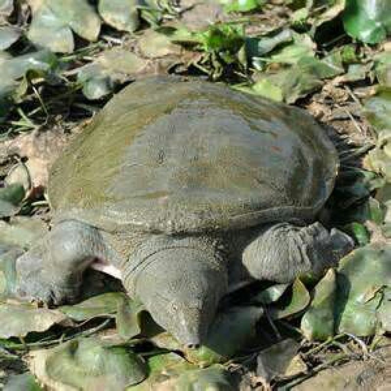 野生甲鱼