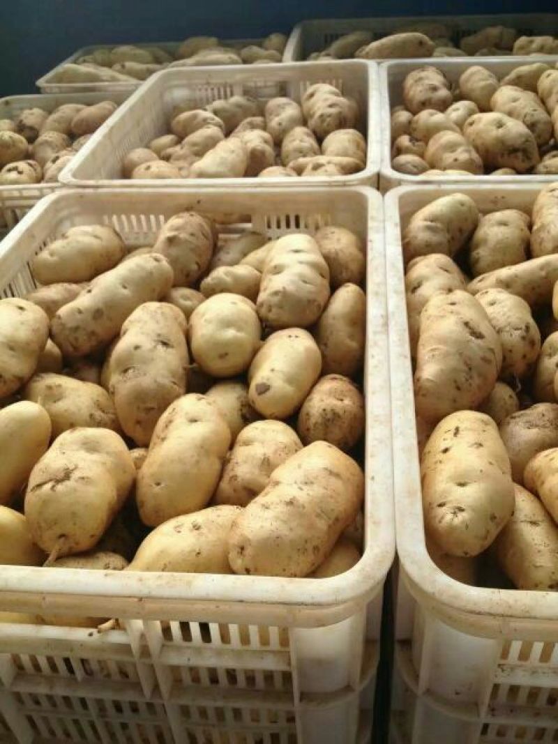 山东荷兰十五土豆大量上市。货源充足质量保证