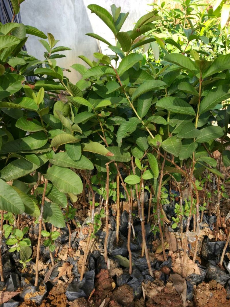 西瓜番石榴苗30~50cm