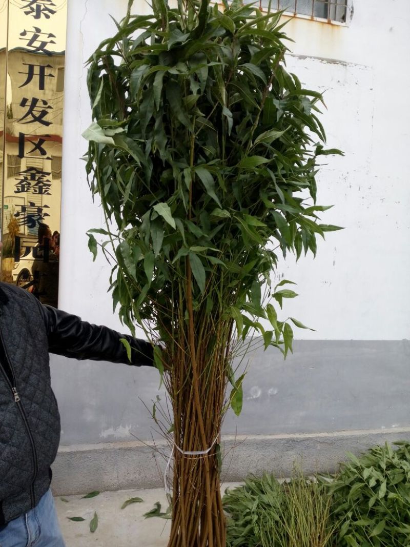 中华寿桃桃树苗80cm以上