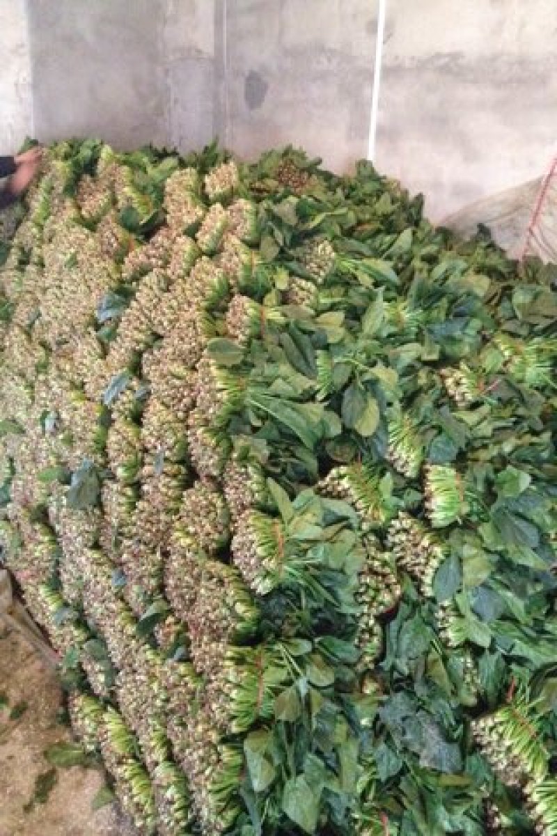 越冬菠菜