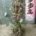 葡萄苗3年110~150cm