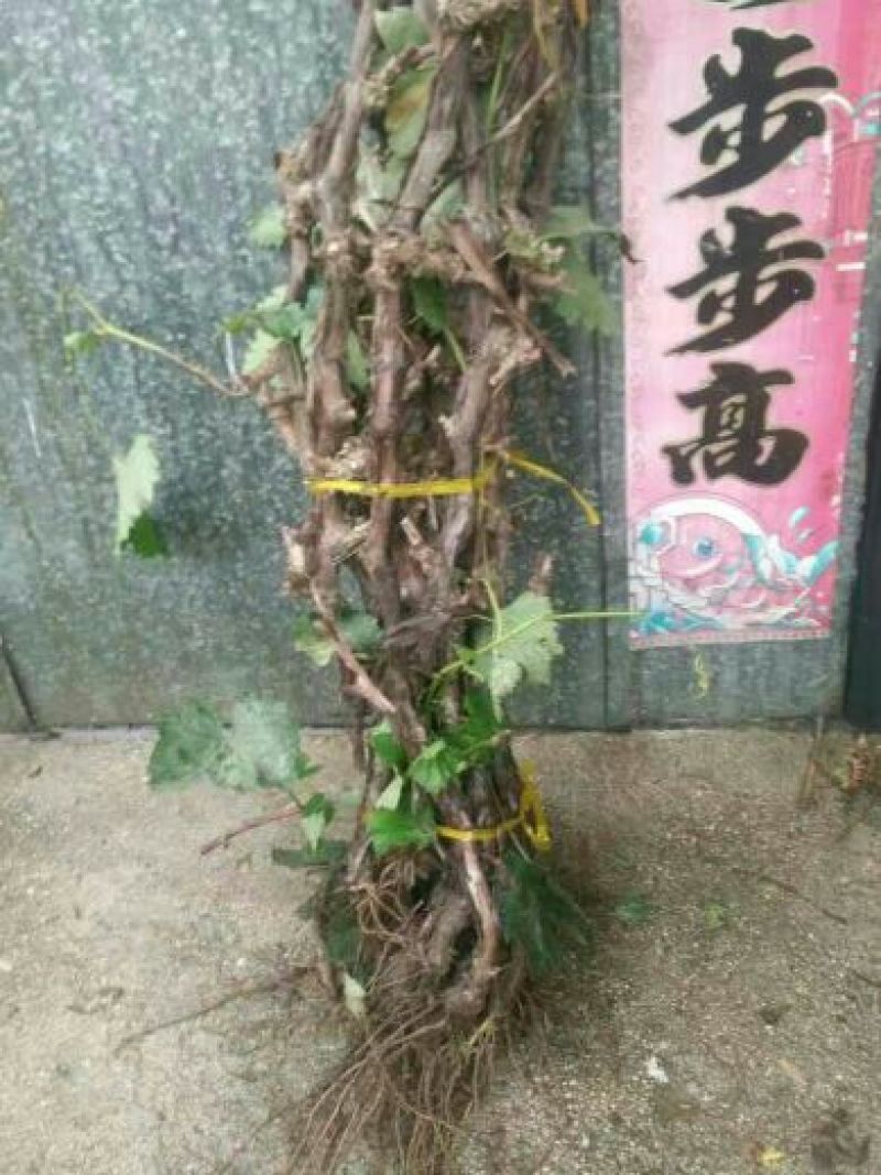 葡萄苗3年110~150cm