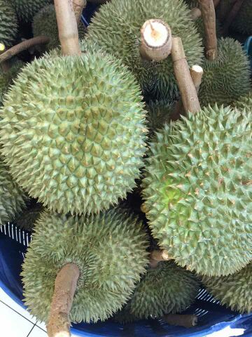 长柄榴莲云南昆明盘龙区_批发_供应-一亩田农