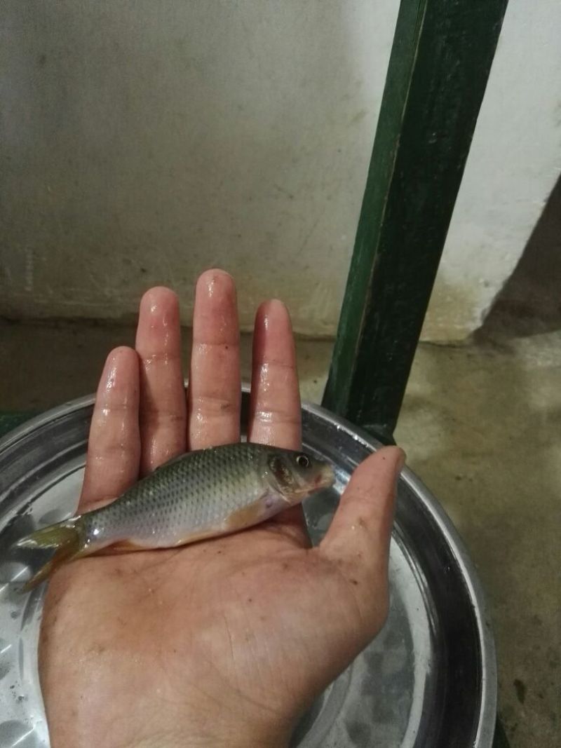 乌鲤食用0.5公斤以下