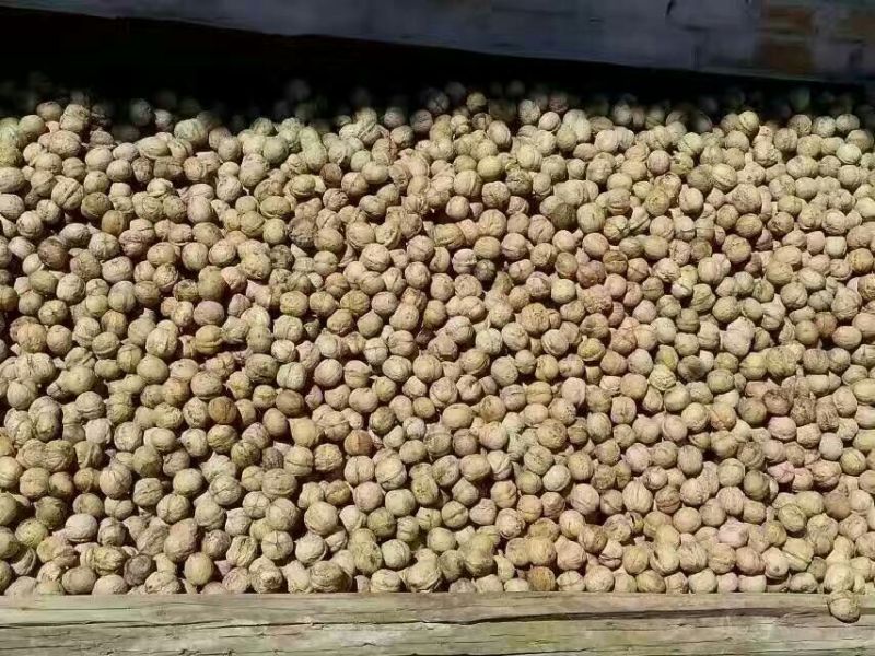 薄皮核桃30mm以上去皮