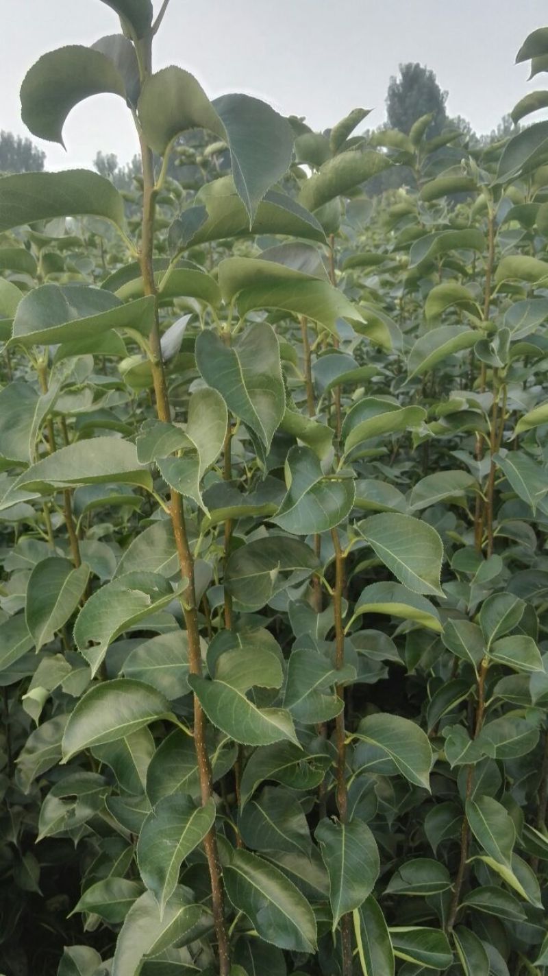 梨树苗0.8~3cm100~150cm