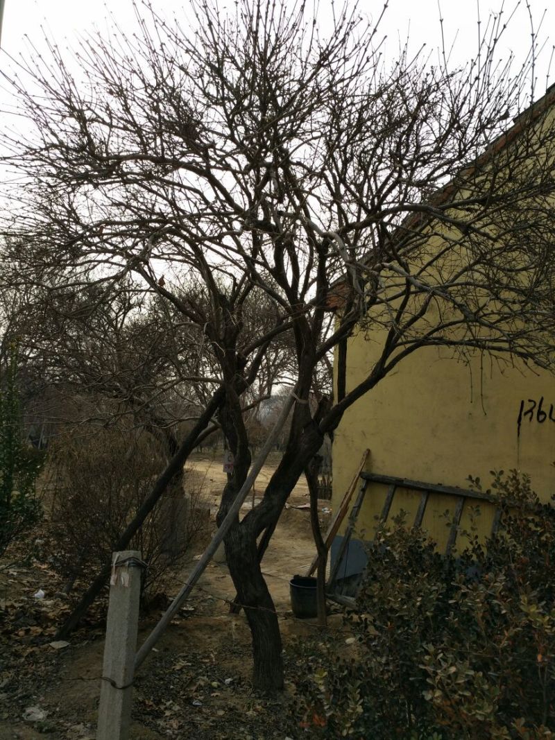 白丁香16~18cm12~14cm3.5~4米