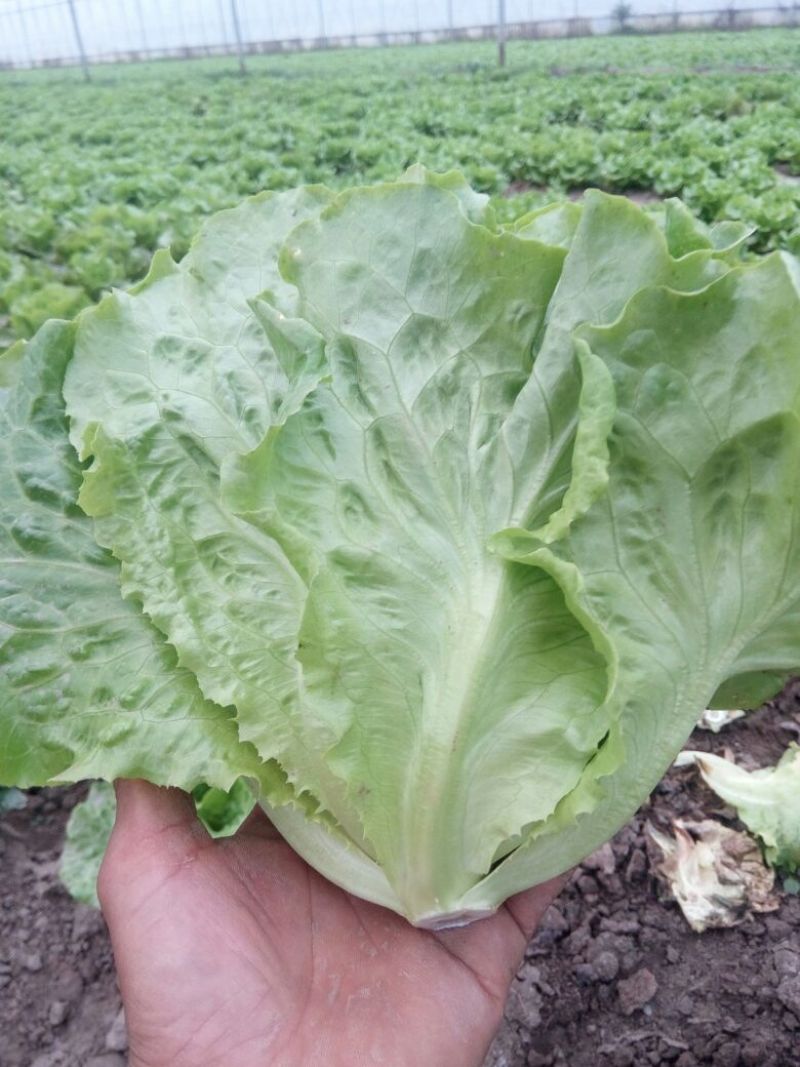 生菜5两~6两