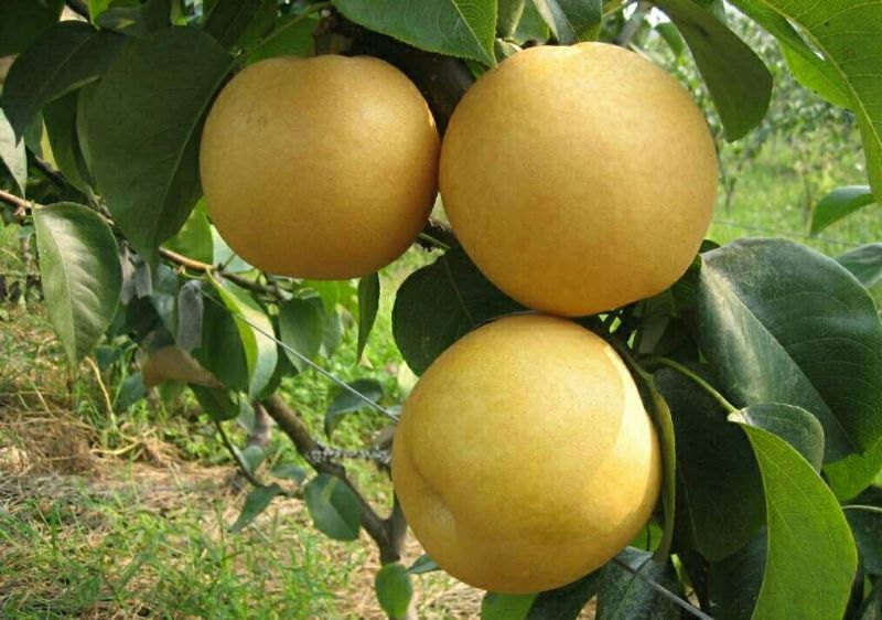 黄金梨300~350g纸加膜