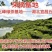 五峰绿茶