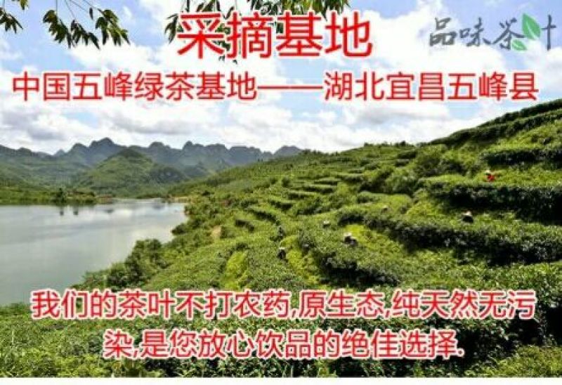 五峰绿茶