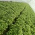 农科院，商薯19红薯苗美国9408红薯苗，高淀粉红薯苗