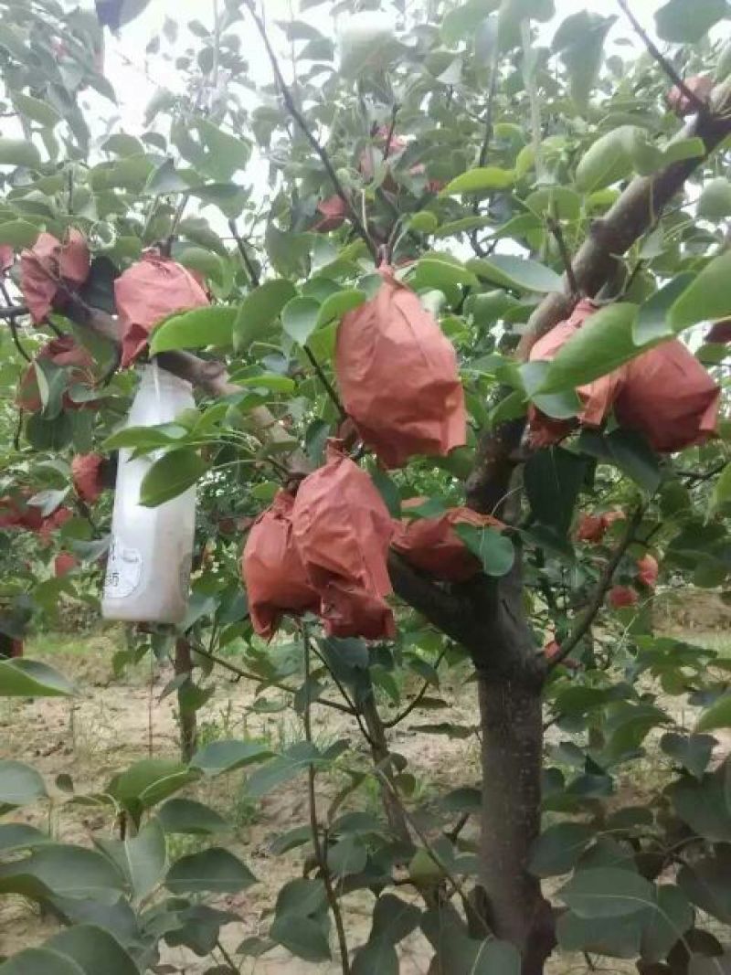 贡梨400~450g纸箱