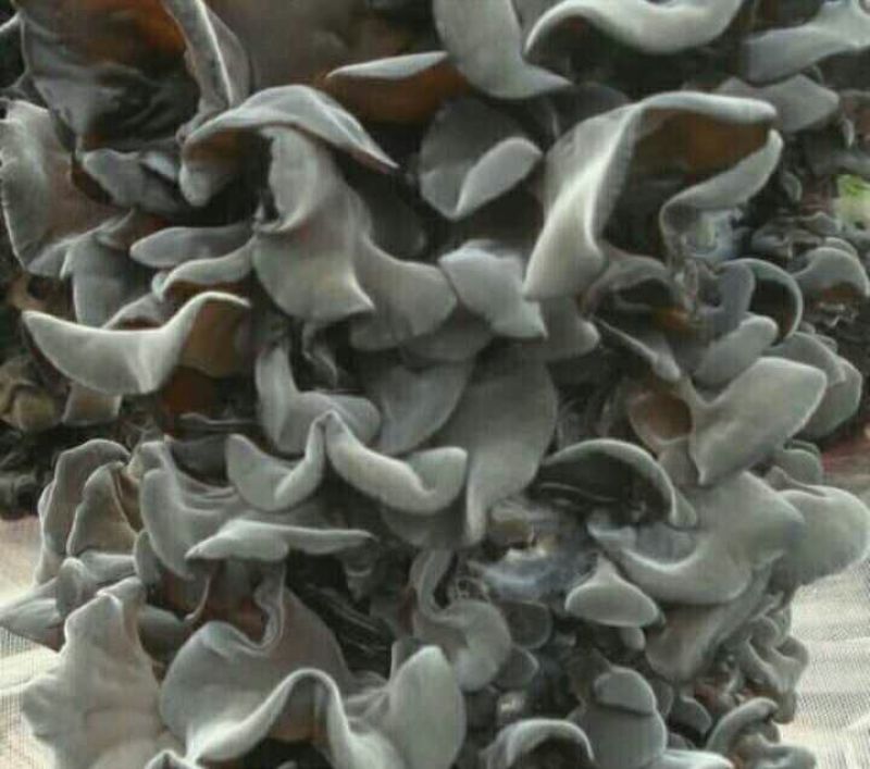 干木耳特级