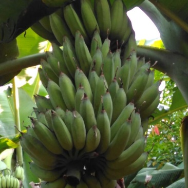 粉蕉七成熟