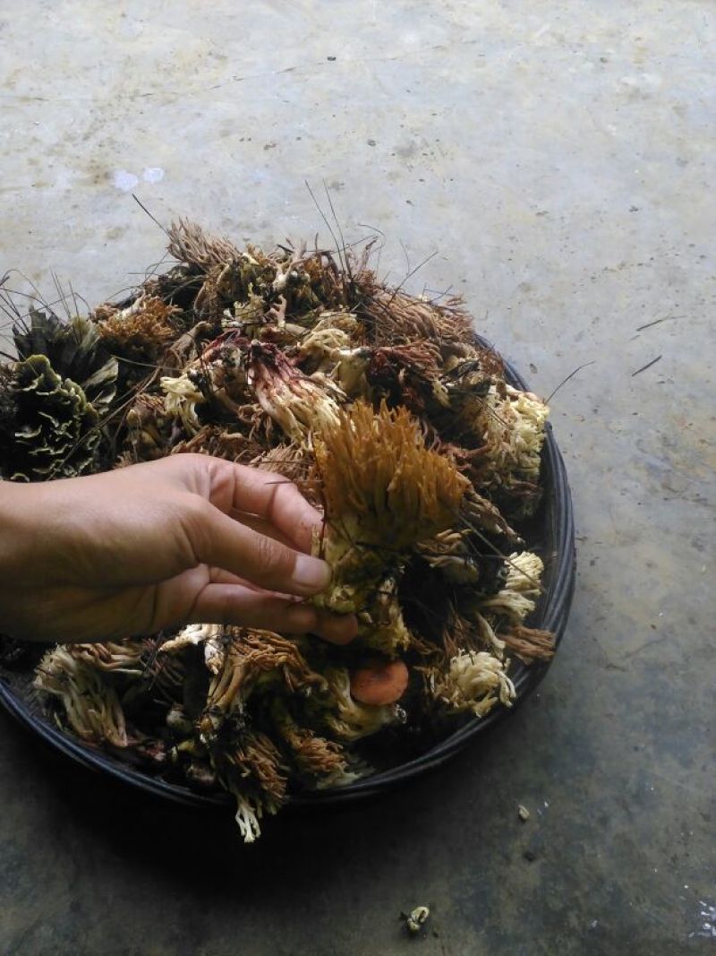 野生菌扫把菌，菌体形俊俏，色泽秀美，营养丰富，味道鲜美.