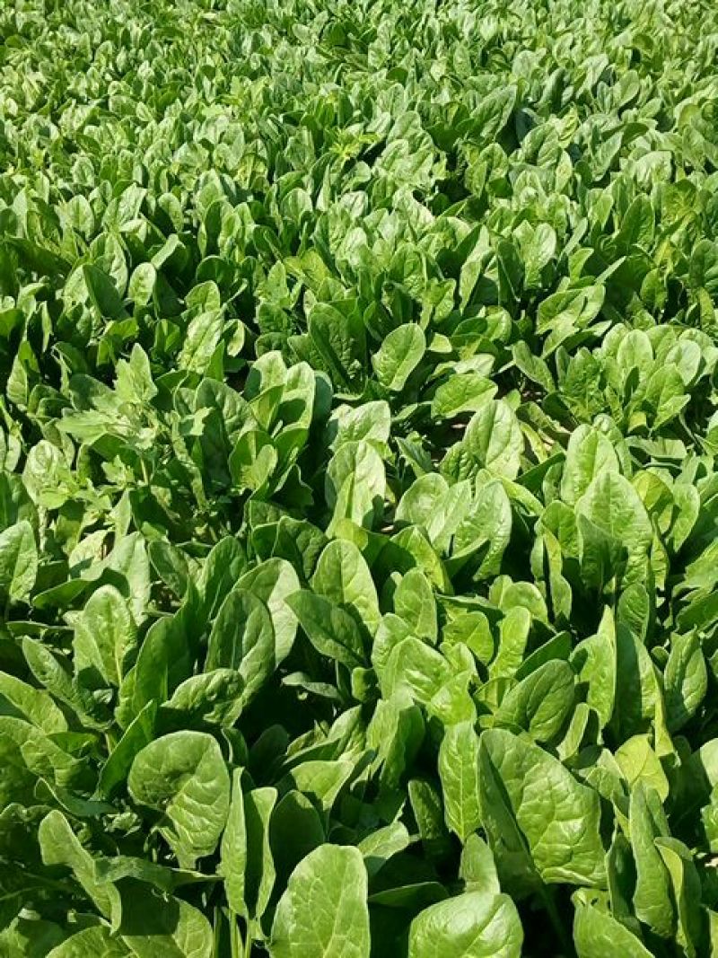 大叶菠菜25~30厘米