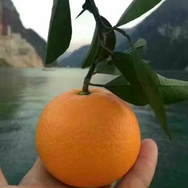 二月红脐橙橙子柑橘产地直销保质保量欢迎订购