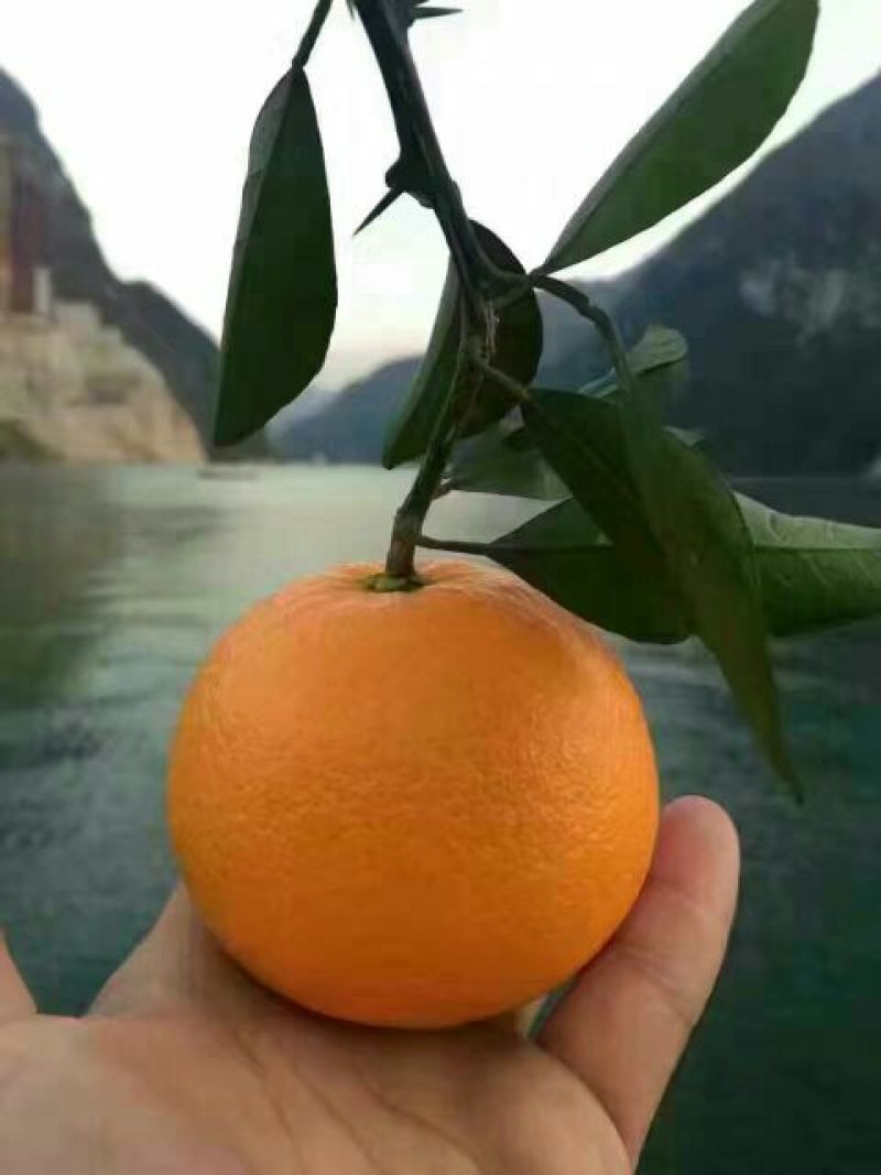 二月红脐橙橙子柑橘产地直销保质保量欢迎订购