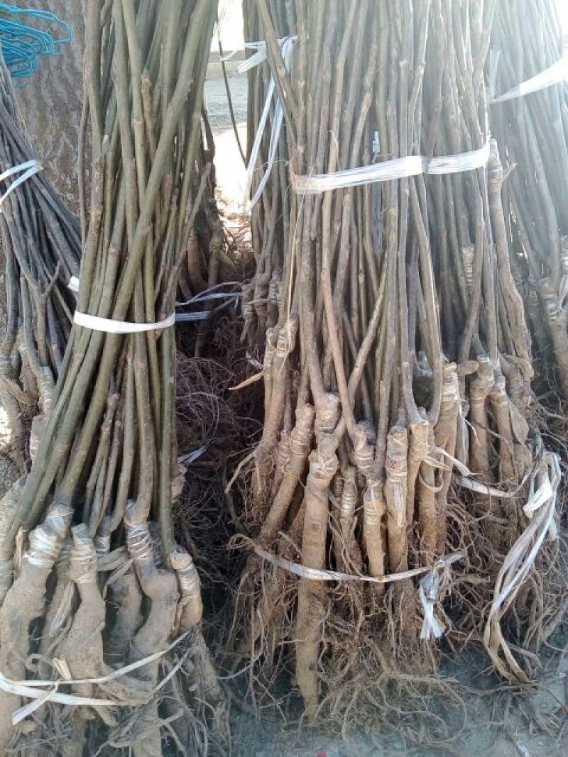 香玲核桃苗二年苗50~100cm